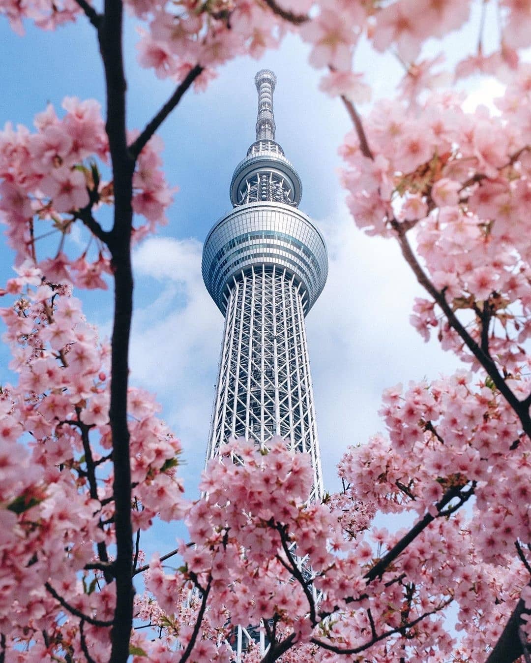 在夏季盡情享受東京！